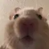Steven Geis - @stevengeis7655 - TikTok