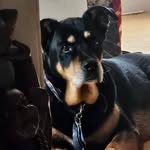 Steven Gendron - @stiegendron - Instagram
