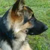 monketpaw - @stevengerhard56 - TikTok