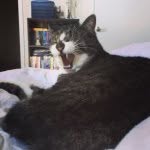 Steven Glen Martin - @stevemartin_thecat - Instagram