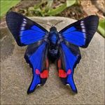 Steve Gootee - @stevegootee1 - Instagram