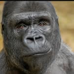 Steven Gorilla - @steven.the.gorilla - Instagram