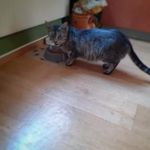 Steven Großmann - @stevengm661 - Instagram