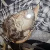 steven - @stevenhand663 - TikTok