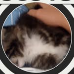 Steven Yasso-Hanlon - @stxvn82 - Instagram