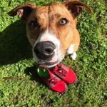 Stephen Harney - @hamilton_dog_runner - Instagram