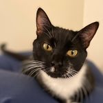 Steven Hertel - @evildaikon - Instagram
