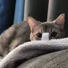 Stevie Hetrick - @shroomthecat - TikTok