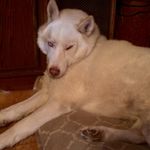 Steven Homan - @stevenhoman1 - Instagram