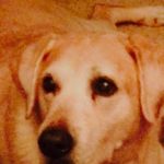 Steven Houk - @stevenhouk38 - Instagram