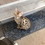 Steven Howes - @steven.howes - Instagram