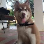 Steven Husky - @steven_husky - Instagram
