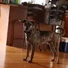 stevenkeesler990 - @stevenkeesler990 - TikTok