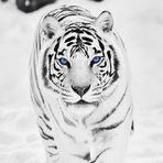 Steven Kellerman - Facebook