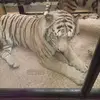 Steven kirkham Kirkham - @steven.kirkham.ki - TikTok