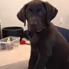 Steve Kosiba - @stevekosiba - TikTok
