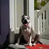 Steven 🇩🇪🐼 - @kyle.steven.1 - TikTok