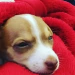 stevenlashare - @stevenlashare4 - Instagram