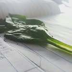 Steven the Spinach Leaf - @spinach_spam - Instagram