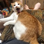 Steven Lerner - @lerner4928 - Instagram