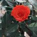 Steven Lindell - Facebook