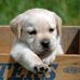 Steven Loe - Facebook
