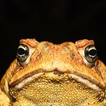 Steven look at the frog rn - @steven_look_at_the_frog - Instagram