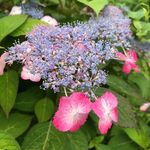 Steven MacLeod - @macleod7923 - Instagram