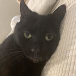 Steve Marcoux - @emojeaux - Instagram