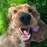 Steven Mathieson - @stevie_boy_66 - Instagram