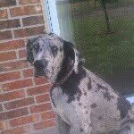 triston - @stevenmauldin36 - Instagram