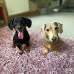 Steve N’ Max - @stevethesausage - Instagram
