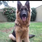 Steven Mcmanus - @steven_mcmanus123455336 - Instagram