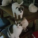 Steven Meltzer - @smeltzer626 - Instagram
