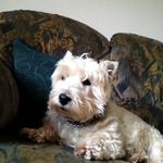 Steve Netherton - @stevenetherton - Instagram
