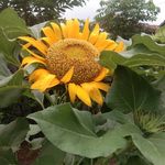 Parman Steven - @parman.steven.9 - Instagram