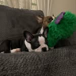 Steve Pecora - @sp051029 - Instagram