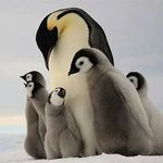 Steven - @steven.penguin12 - Instagram