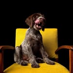 Award Winning Pet Photography - @stevenpenmanphotography - Instagram
