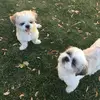 Pepper & Steven - @pepper_and_steven - TikTok