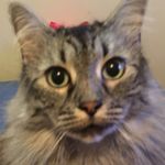 Steven Percy - @sweet_stevencat - Instagram