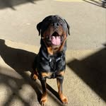 Stephen Perini - @instagraham_cracker - Instagram