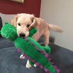 Steven Perrella - @perrellasteven - Instagram