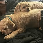 Steven Perricelli Jr - @stevenperricellijr - Instagram