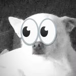 steven perro mosomoso - @stevenperrosofisticado - Instagram