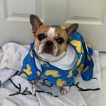 Steve Petsche - @steve.petsche.752 - Instagram