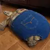 Steven Phan - @steven.pho - TikTok