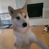 Steven Phan - @stevenphan1989 - TikTok