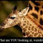 Steven - @stevenpharrthegiraffe - Instagram