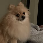 Mr. Pickles - @steven.r.pickles - Instagram